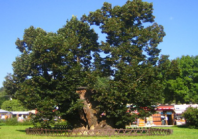 King matthias's Linden Tree Planted in 1301